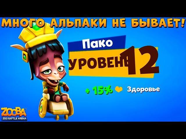 КАЧАЕМ ЭЛЬДОРАДНОГО АЛЬПАКУ ПАКО НА 12 УРОВЕНЬ В ИГРЕ ZOOBA