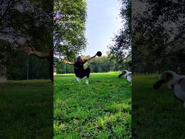 Щенок австралийской овчарки - роллы, начало   #dogfrisbee #dogtraining #frisbeedog