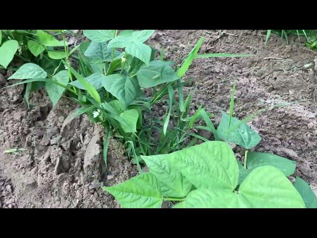 Weeding green beans, the easy way!