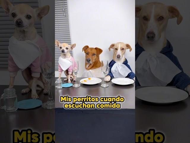 ¿Sus perritos también hacen eso?