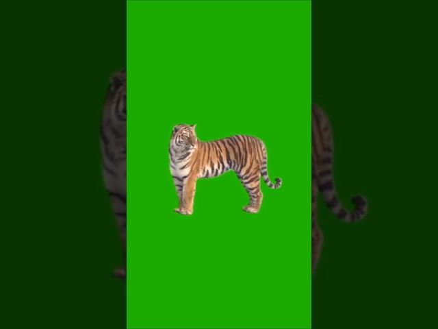 Tiger VFX In Video Edit #vfx