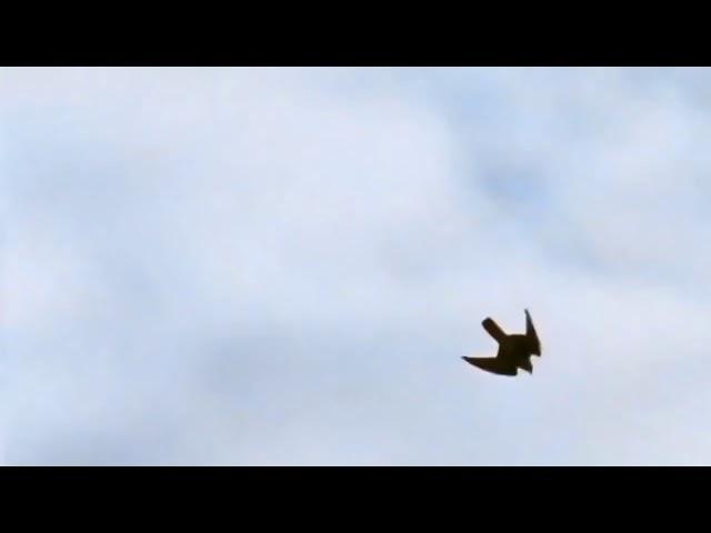 Peregrine Falcon (Falco peregrinus) - A Dive Fighter!!! The FASTEST Animal On The Planet.