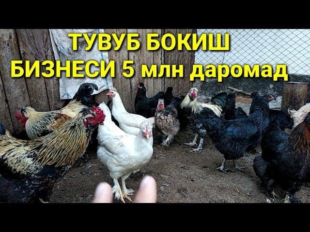 Паррандачилик ТОВУК БОКИШ БИЗНЕСИ 5000$