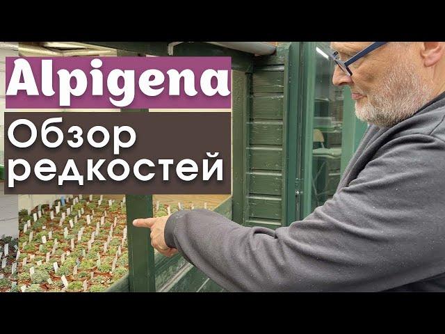 AlpigenaМного альпийских растений!