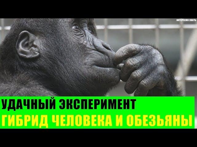 Удачный эксперимент по скрещиванию человека и обезьяны