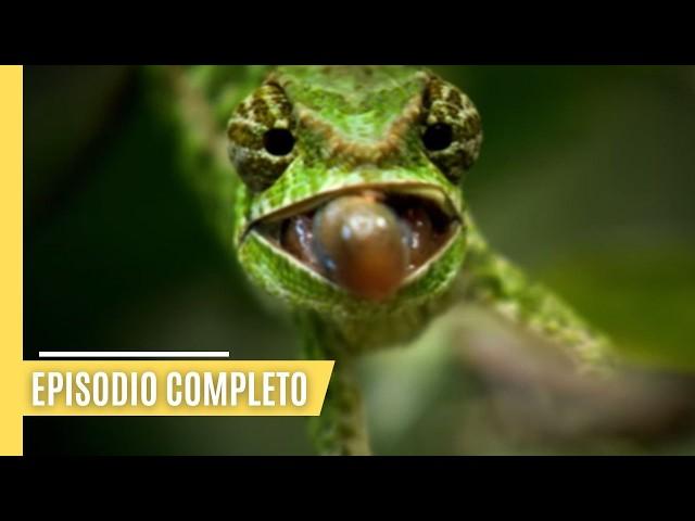 Madagascar salvaje: la leyenda de la isla de los lémures | Documental WILDLIFE