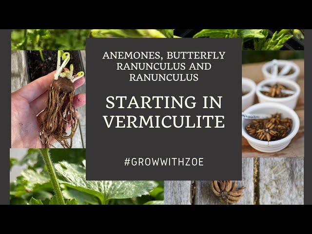 Starting Anemones, Ranunculus & Butterfly Ranunculus in Vermiculite (19 October 2024)