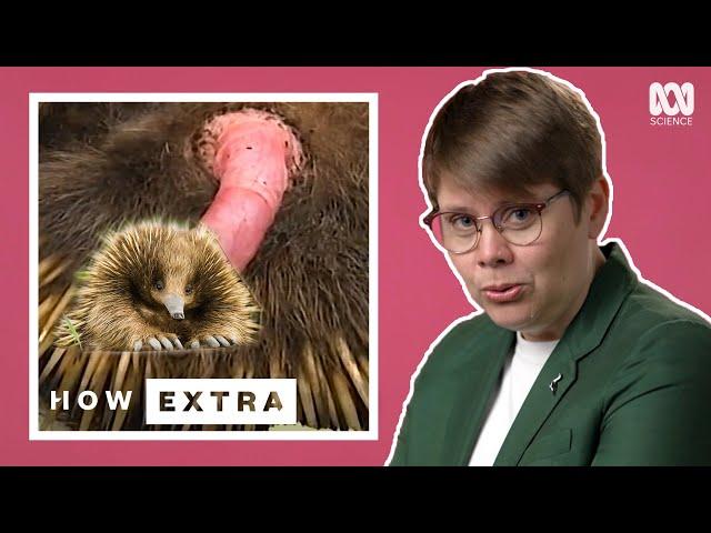 An Echidna's Penis Looks Like What?! | REACTION | How Extra: Love Edition | ABC Science