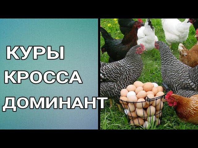 ЛУЧШИЕ КУРЫ НЕСУШКИ. КУРЫ ДОМИНАНТ. ОБЗОР