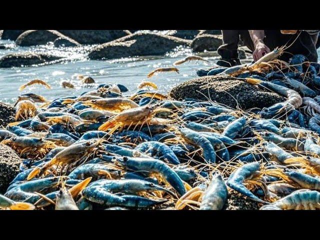 Xiao Zhang Made A Fortune By Going To The Sea, Hundreds Of Prawns In The Puddle