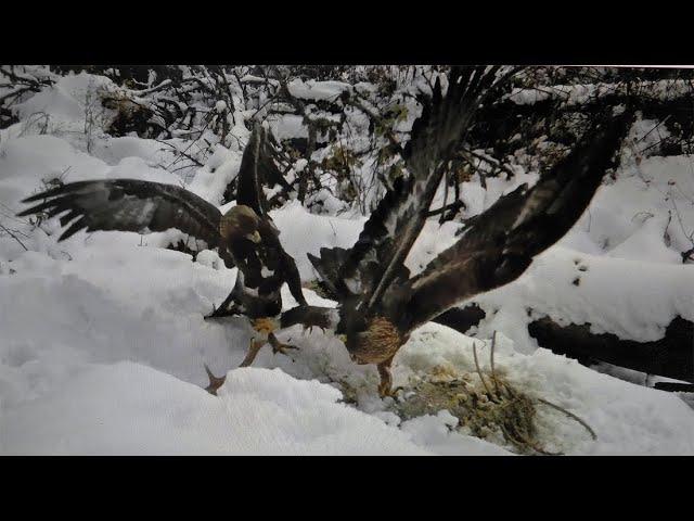 AQUILE in LOTTA per pastura  EAGLES FIGHTING for pasture