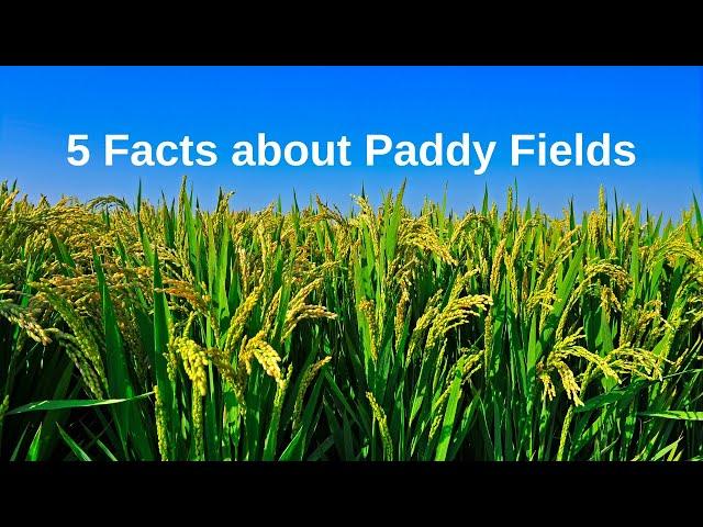 5 Facts about Paddy Fields | 5 Facts Hub