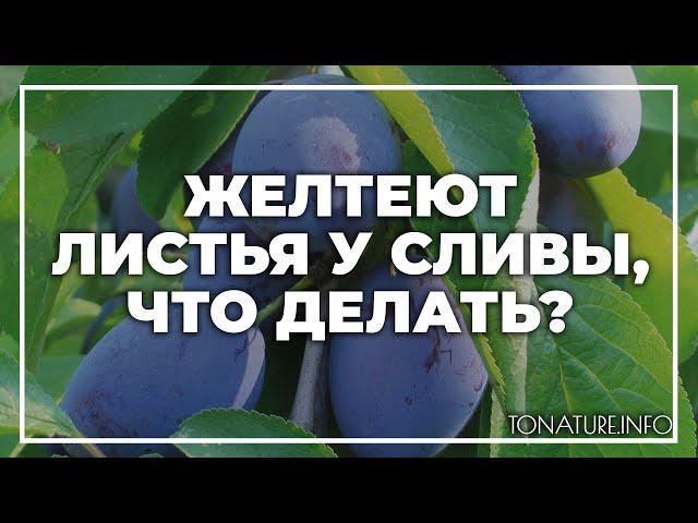 Желтеют листья у сливы, что делать? | toNature.Info