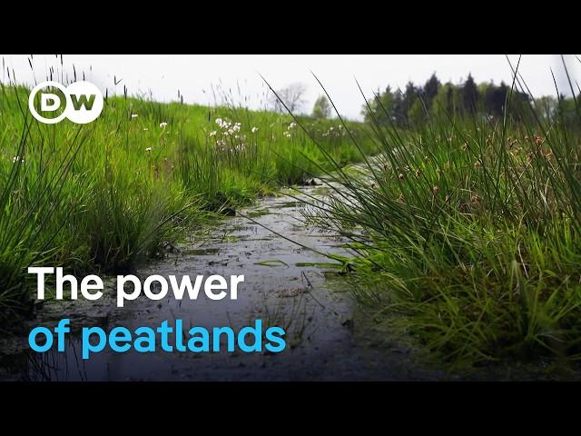 Climate protection from moors | DW Documentary