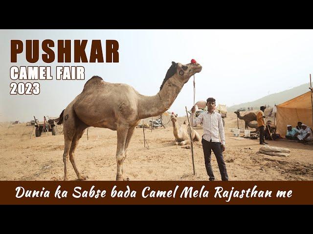 Pushkar Camel Fair 2023 - Dunia ka Sabse Bada Camel Mela Rajasthan me