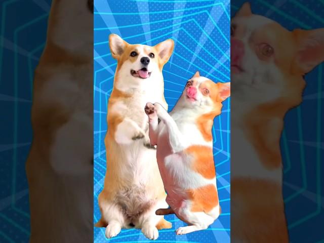 Super Cute Dog Dance 