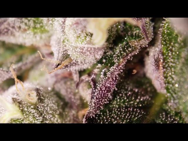 Trichome Garden (SlowMotion)