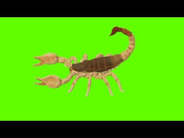 Scorpion green screen video.scorpion green screen running,walk,bite, death.(no copyright)