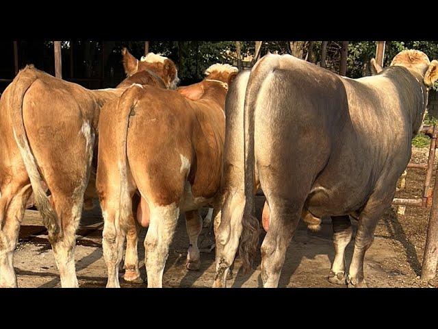 NASILGA GERMAN SHVES SIMMENTAL BUQA G 998202205