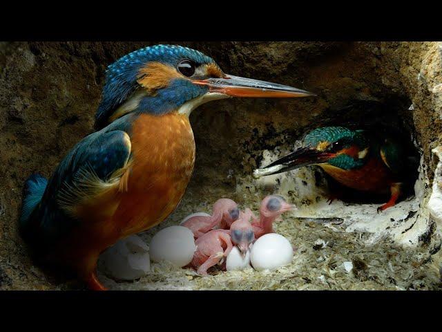 Kingfisher Chicks Hatch & Dad Eager to Feed | 4K | Discover Wildlife | Robert E Fuller