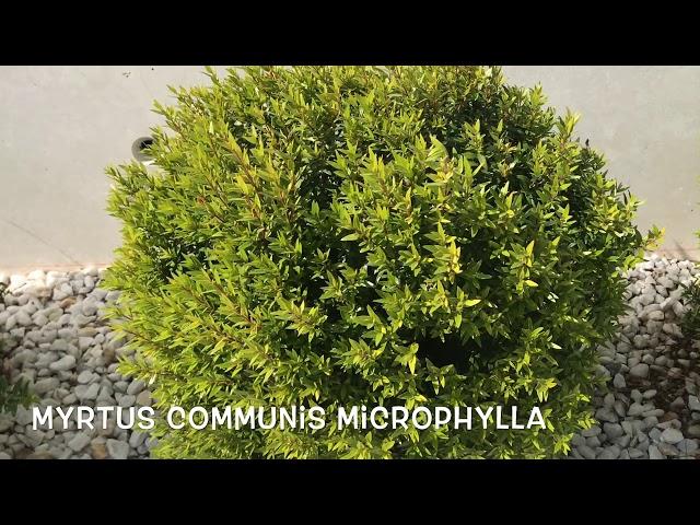 Myrtus communis microphylla. Garden Center online PGARDENS