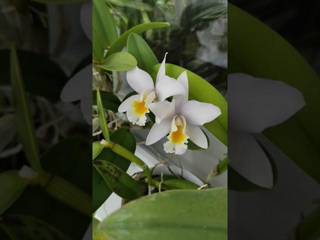 Домашнее цветение Каттлеи. Март #орхидея #orchid #каттлея #cattleya