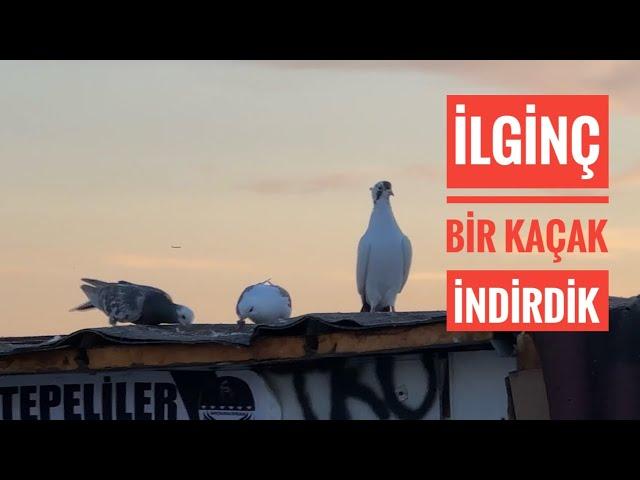 ARKA TEPE İLGİNÇ BİR KAÇAK İNDİRDİK YAKALADIKMI? BU KUŞUN CİNSİ NEDİR ACABA??