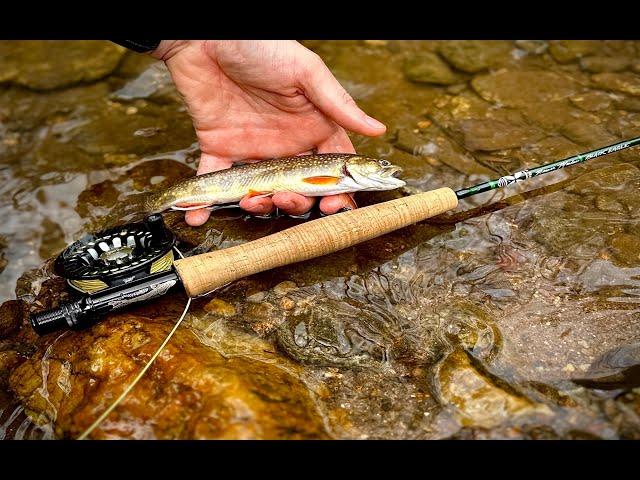 Small Stream Fly Fishing for BROOK TROUT!