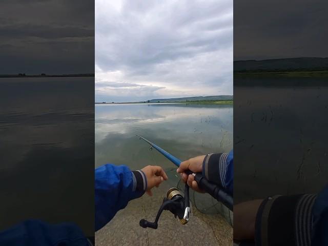 Как начиналось все хорошо утром . Ловля живца . #рыбалка #рыбак #рыбалка2024 #природа #красота