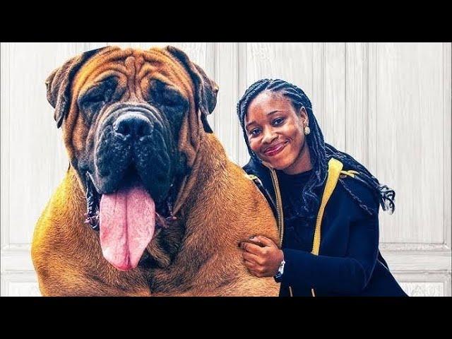 Meet the LOVING, LOYAL, and OBEDIENT GIANT: Why Boerboels Are the Perfect Companion!