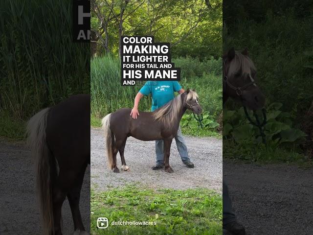 Chocolate is not a genetic horse coat color #horses #genetics #farming