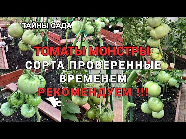 Помидоры 2021. Томаты МОНСТРЫ. Сорта томатов с названиями.Томаты проверенные временем. Обзор томатов