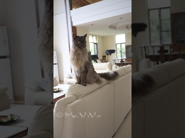 The King is very chatty today. #mainecoon #cat #mrvivo