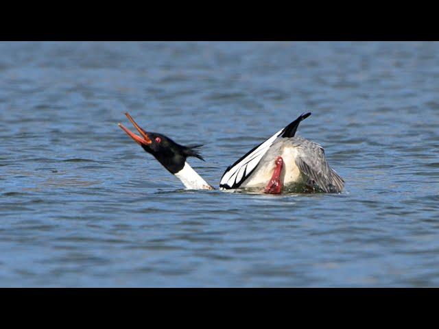 Mergus serrator  RED-BREASTED MERGANSER courting, catching fish 9075601