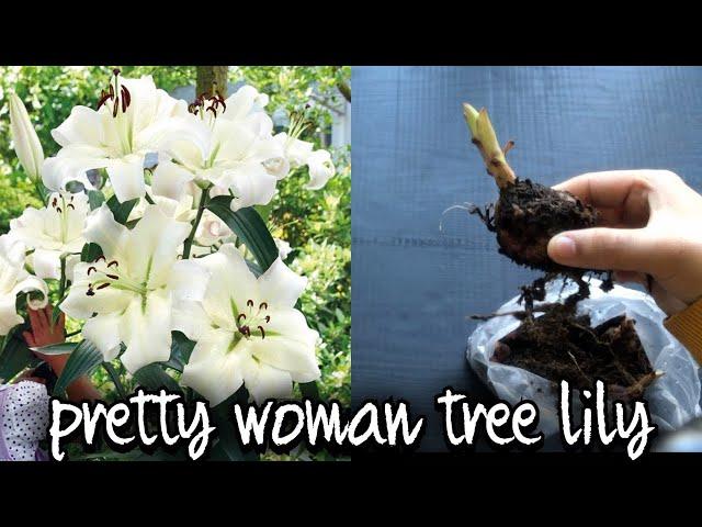 PLANTING PRETTY WOMAN LILY BULBS/ HOW TO PLANT TREE LILY