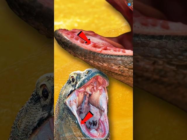 The Deadly Bite of the Komodo Dragon: Slow but Fatal! #facts #ytshorts #trending