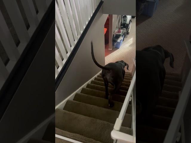 Gassy Great Dane Goes Down Stairs!