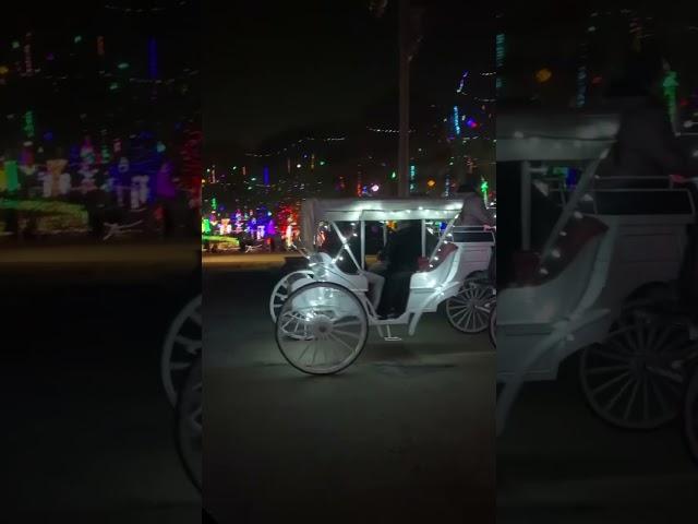 One Horse Sleigh! ️ #horsecarriage #christmas #lights