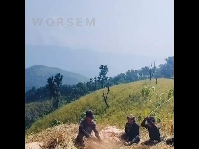 Harvesting Moment @Ramphoi Village 2024  Please do  & subscribe ️