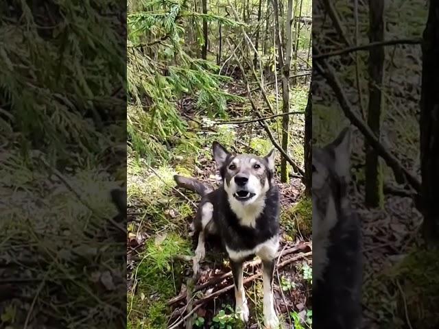 НЕОБЫЧНАЯ ВСТРЕЧА В ТАЙГЕ! МАТЕРЫЕ  ВОЛКИ)