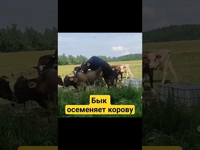 Бык осеменяет корову !