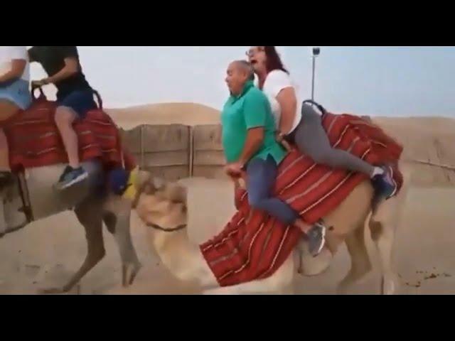 Camel Struggles With Heavy Couple