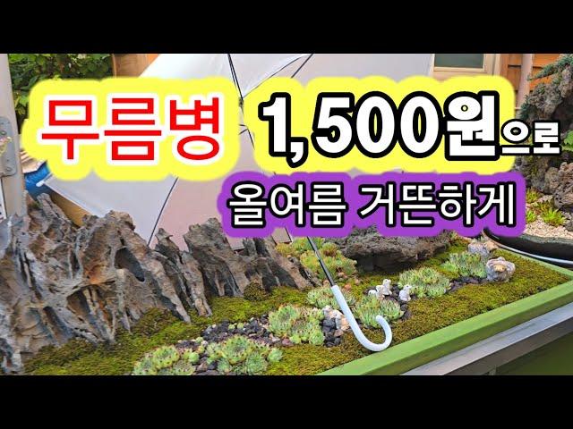 1,500원으로 올 여름바위솔 무름병 없이 잘 지냈어요. 강원도 원주시 김기연 바위솔정원