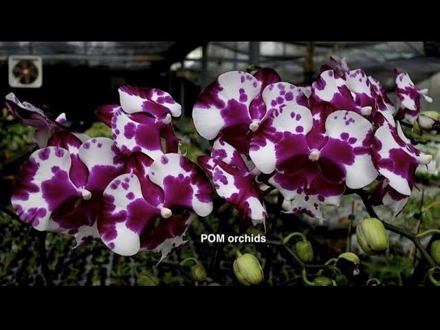 Phal. I-Hsin Smile Lucifer Орхидея от Pom Orchids Улыбка Люцифера. Цветение коллекции фаленопсисов