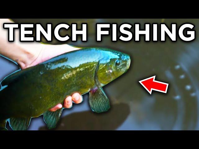 Simple Tench Tactics - Feeder Fishing For Tench