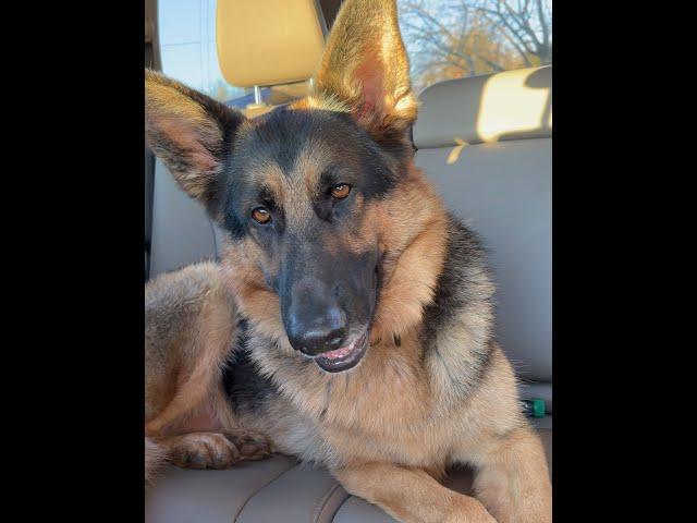 A DAY in the LIFE with my 100lb German shepherd #germanshepherd