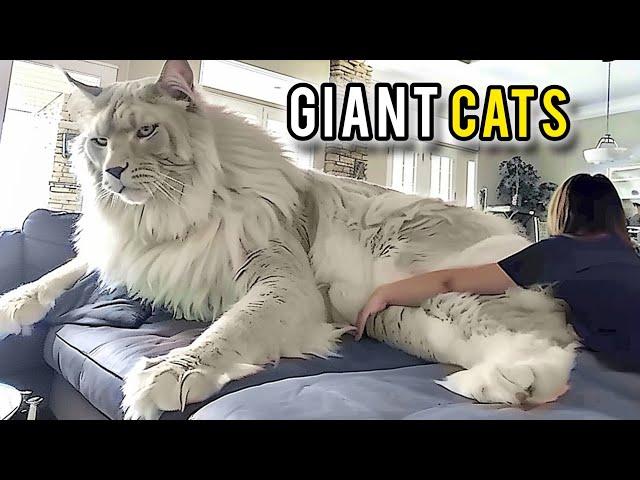 Top 10 Biggest Cat Breeds | Meet the Most Beautiful Cats in the World