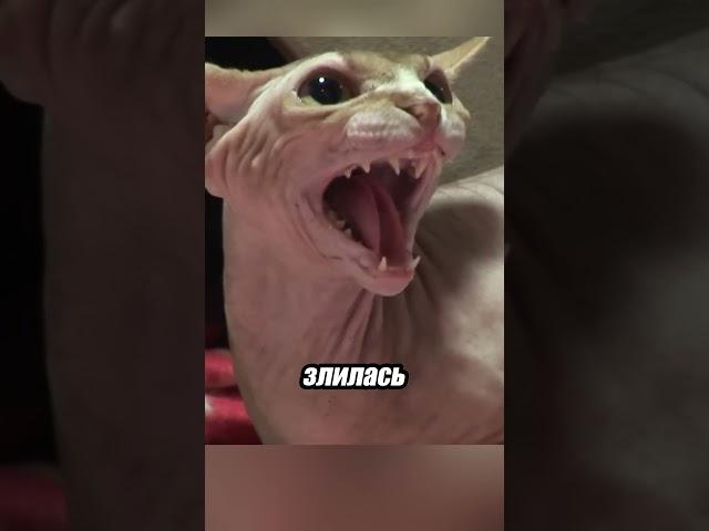 Эта кошка нападала на всех... но семья не сдалась 