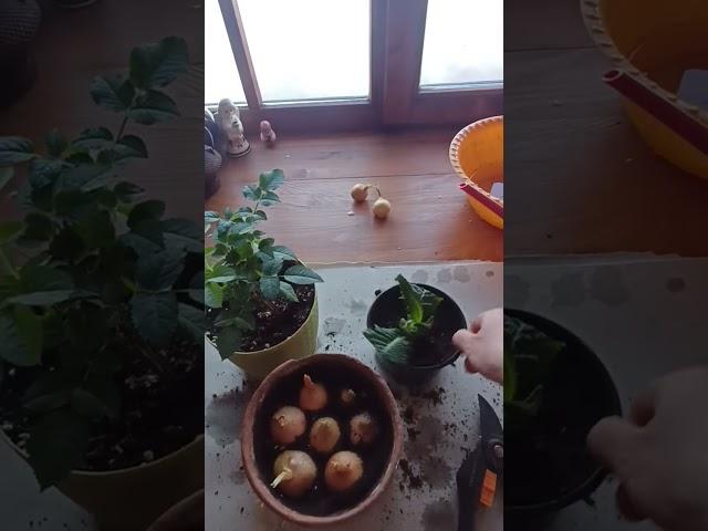 весна хлопоты #сельскаяжизнь #будни