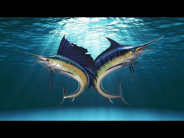 Marlin & Sealfish Differences - The Differences